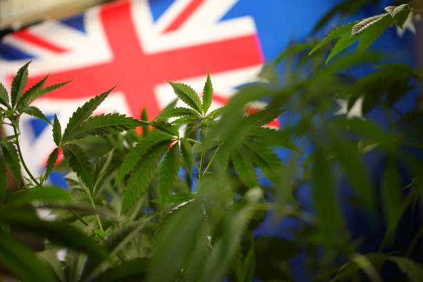 australia flag cannabis plant stock photo