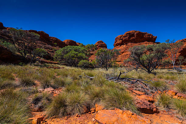 paysage de l'outback australien - uluru photos et images de collection