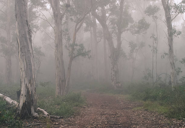 Australian bush landscape with fog. A typical winter scene in the Victorian High Country. Large eucalyptus trees surrounded by morning fog. high country stock pictures, royalty-free photos & images