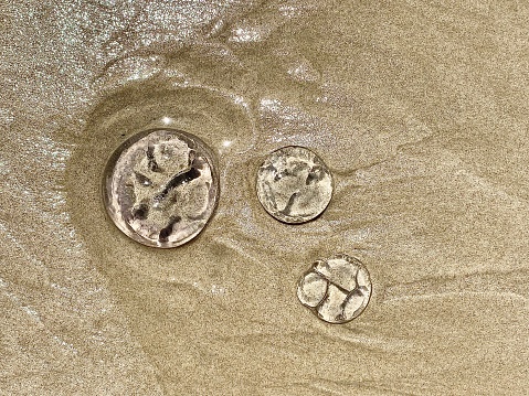 Horizontal close up flat lay looking down to clear round jelly fish beach sea water in sand washed up at waters edge of shoreline at ByronBay beach NSW Australia