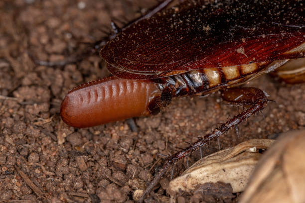 cucaracha australiana poniendo huevos - cockroach eggs fotografías e imágenes de stock