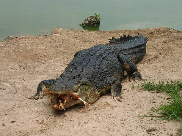 Australian Croc Eats Chicken stock photo