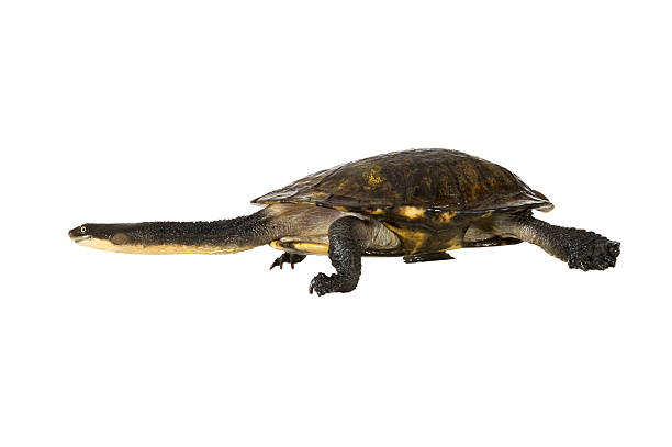 Australian eastern long-necked turtle isolated on a white background. Australian eastern long-necked turtle (Chelodina longicollis), isolated on a white background. Clipping path included. animal neck stock pictures, royalty-free photos & images
