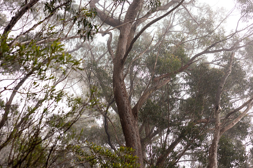 Thick fog and mist engulfing Australian forest