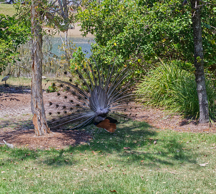 Australian Gold Coast parkland peacock