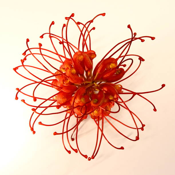Australian Grevillea flower stock photo