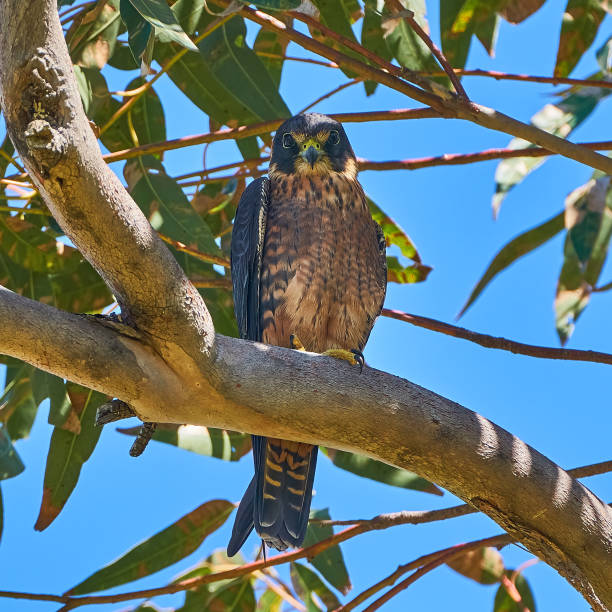 Australian Hobby (Little Falcon) stock photo