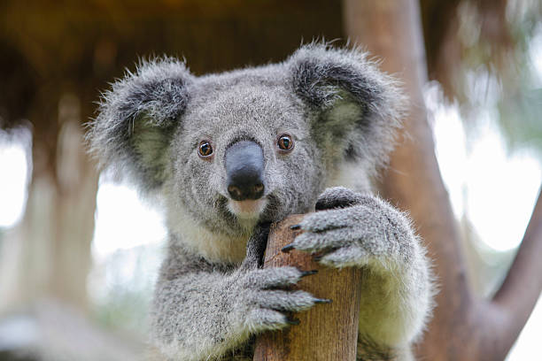 Best Koala Claws Stock Photos, Pictures & Royalty-Free Images - iStock