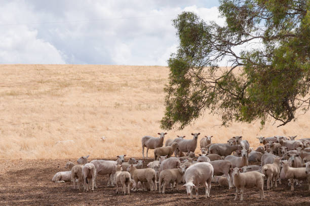 Australian merino sheep in the shade of a tree on farmland paddock stock photo
