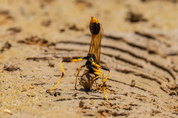 Australian Mud Dauber Wasp Australian Mud Dauber Wasp collecting mud for nest making mud dauber wasp stock pictures, royalty-free photos & images