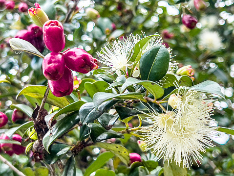 Horizontal closeup photo of a Lilly Pilly bush with vibrant pink fruit, green leaves and fluffy white flowers in Summer. The edible fruit is a rich source of Vitamin C. North coast NSW near Byron Bay