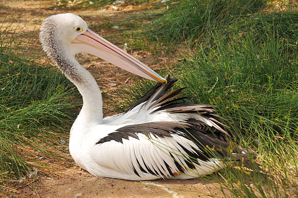 Australian pelican is preening feathers stock photo