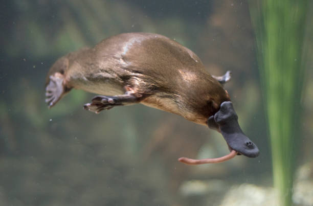 Australian Platypus Tasmania , platypus eating worm duck billed platypus stock pictures, royalty-free photos & images