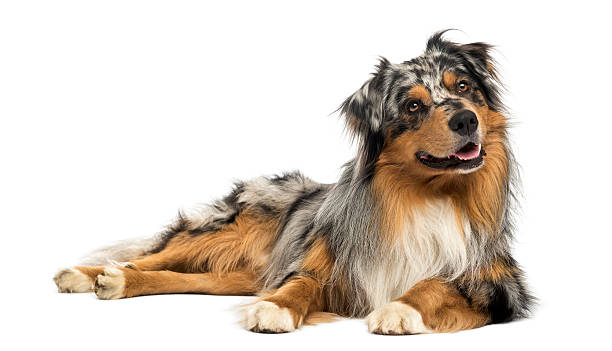Australian shepherd blue merle, lying, panting, looking away Australian shepherd blue merle, lying, panting, looking away, 4 years old, isolated on white lying down stock pictures, royalty-free photos & images
