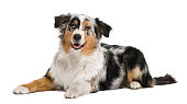Australian shepherd, 6 months old, in front of white background