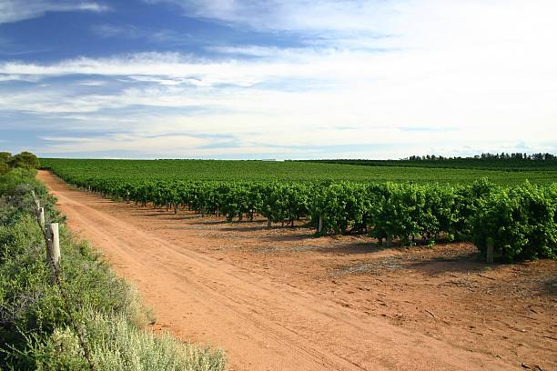 Australian Vineyards stock photo