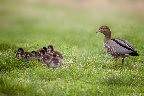 Close up of a Wood Duck family in the grass