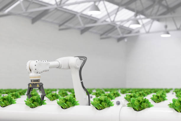 automatic agricultural technology with robotic arm harvesting lettuce in hydroponic farm - technology picking agriculture imagens e fotografias de stock