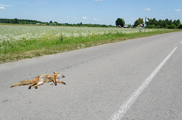 Automobile killed dead fox animal lay on road stock photo