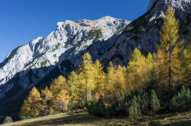 Autum colorful larch forest in the Karwendel mountains stock photo