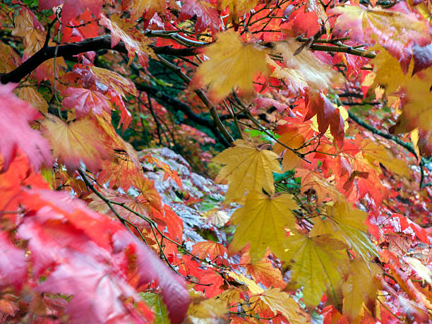 Autumn Acer stock photo