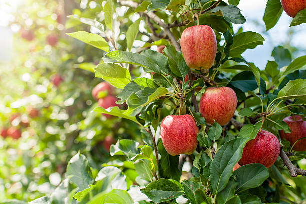 Autumn afternoon; Apple harvesting stock photo