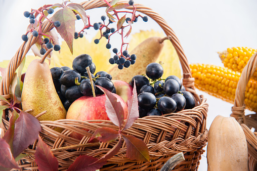 Autumn and Thanksgiving concept. Seasonal fruit and pumpkins in basket on isolated background.