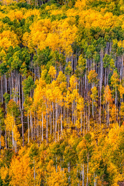 Autumn Aspen Color stock photo