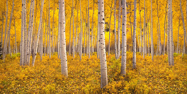 Hutan pohon aspen musim gugur di San Juan Range pegunungan Rocky, Colorado