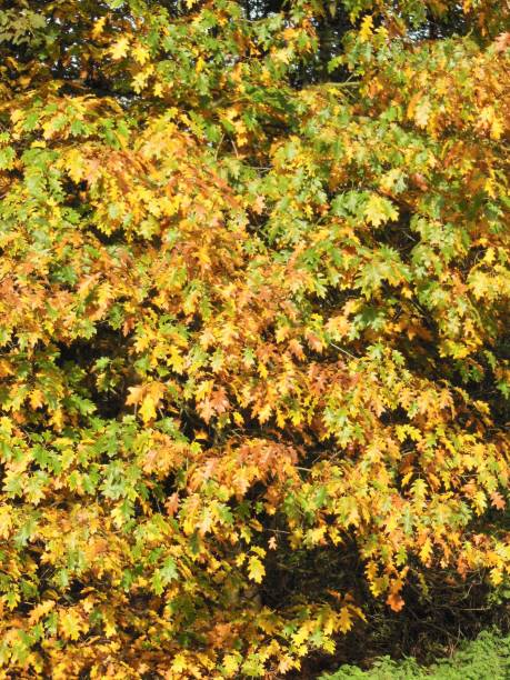 Autumn at Tielrode stock photo