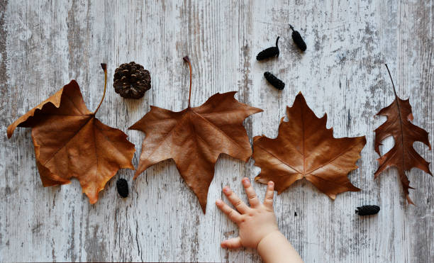 Autumn background with baby hand on old woods stock photo