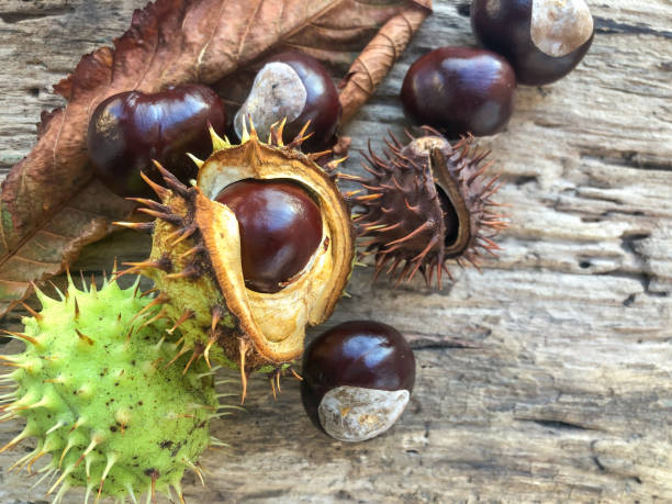 autumn background with horse chestnuts on the wooden table autumn background with horse chestnuts and dried leaf on the wooden table horse chestnut seed stock pictures, royalty-free photos & images