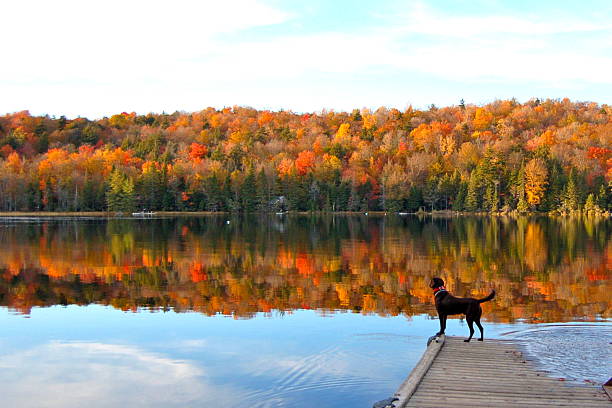 Autumn beauty reflecting on the lake Dog stands on dock and looks upon adirondack state park stock pictures, royalty-free photos & images
