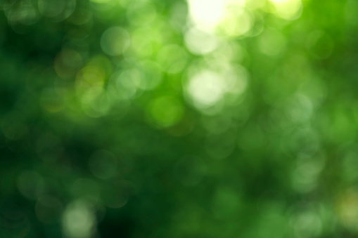 green bokeh background with circles. Summer abstract theme