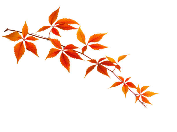 Autumn  branch  with colorful  orange leaves isolated on white background. Five-Leaved Ivy stock photo