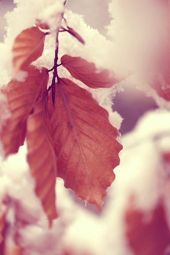 autumn brown oak leaves in the snow.leaves under white snow. Winter natural background. Late Autumn. Winter forest.