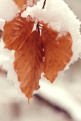 autumn brown oak leaves in the snow.leaves under white snow. Winter natural background.November and December. Late Autumn. Winter forest.