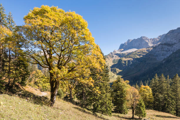 Autumn colored maple tree near the large Ahornboden in the Karwendel mountains, Tyrol, Austria stock photo