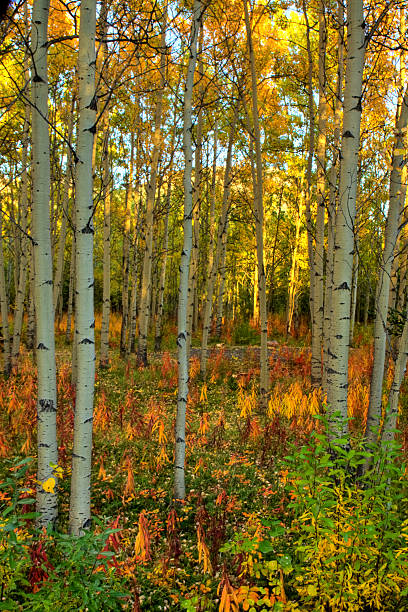 Autumn colors in aspen forest in the Yukon, Canada Autumn colors in aspen forest in the Yukon, Canada yt stock pictures, royalty-free photos & images