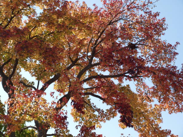 Autumn Colors In North Texas at Peak stock photo