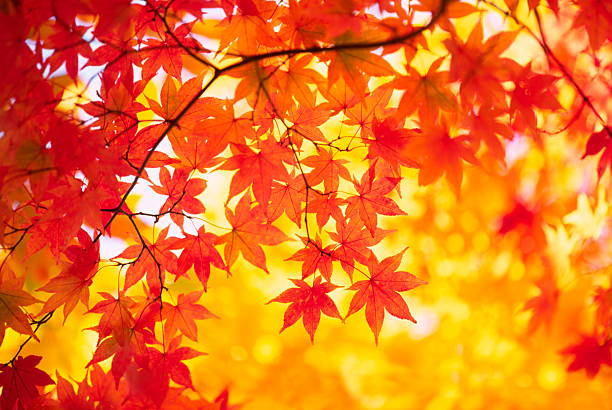 Autumn Colors autumnal red & yellow colors in a forest japanese maple stock pictures, royalty-free photos & images