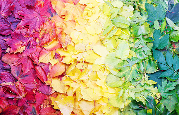 Autumn colors stock photo