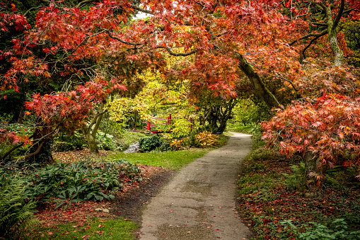 Autumn colour at Batsford arboretum, Morton-in-Marsh, Cotswolds UK