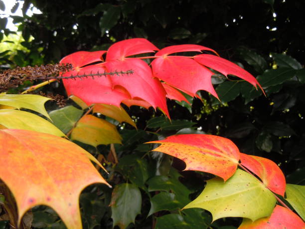 Autumn colours on display stock photo