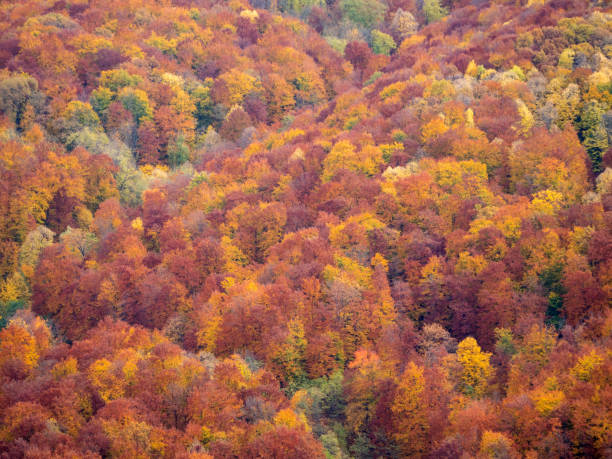 Autumn colours on the Doftana river valley, Prahova County, Romania stock photo