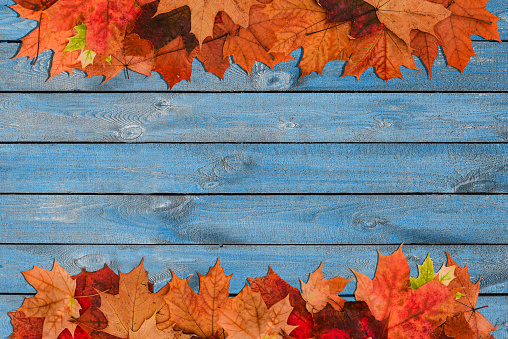 Autumn composition of leaves on a blue wooden surface. Autumn background with a copy of the space. The concept of autumn. Minimal style.