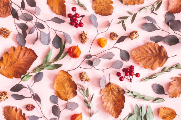 가을 구성. 말린 잎으로 만든 패턴, 분홍색 배경에 꽃. 가을, 가을 컨셉. 플랫 레이, 상단 보기, 복사 공간 - 구도 뉴스 사진 이미지