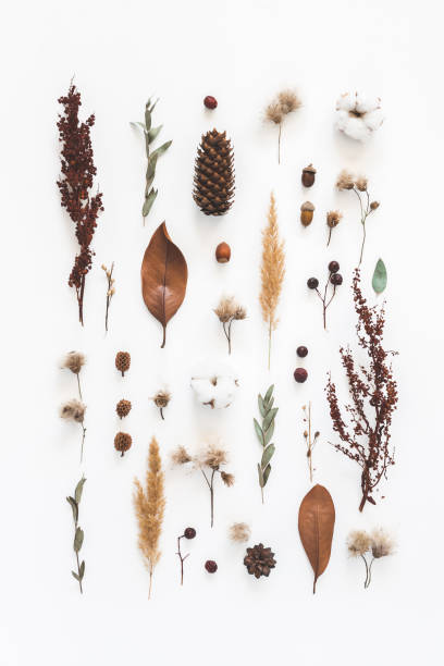 Autumn composition. Pattern made of eucalyptus branches, cotton flowers, dried leaves on white background. Autumn, fall concept. Flat lay, top view Autumn composition. Pattern made of eucalyptus branches, cotton flowers, dried leaves on white background. Autumn, fall concept. Flat lay, top view dried plant photos stock pictures, royalty-free photos & images