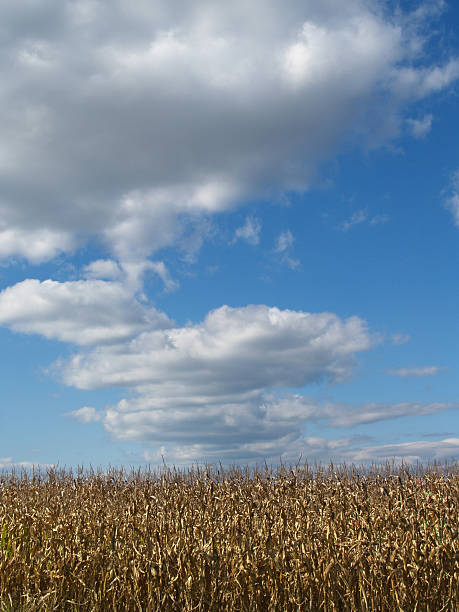 Autumn Corn Field and Surreal Clouds in Berks County, Pennsylvania stock photo