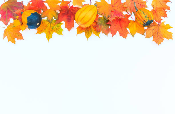 Autumn decor from pumpkins and leaves on a white background. stock photo